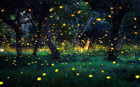  Fireflies in the Garden: Une Exploration Tendre de la Mémoire et du Destin