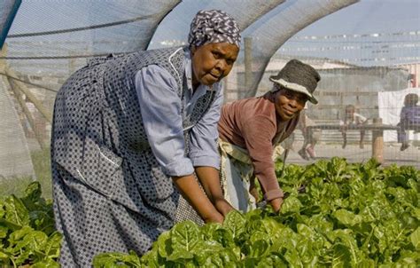  Quand la Terre Chantante Résonne: Un Ode à l'Agriculture Durable en Afrique du Sud