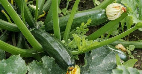  Zucchini Gardening for Beginners: A Delightful Journey into Edible Green Abundance